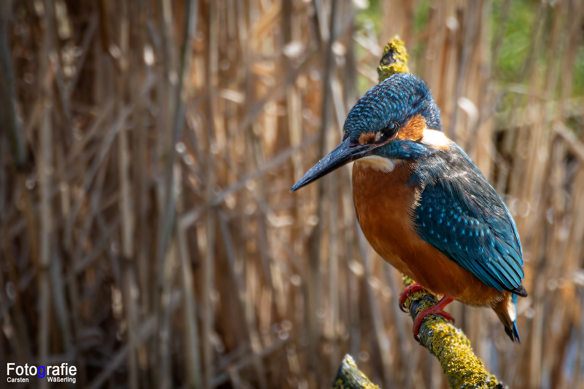 Kingfisher 01